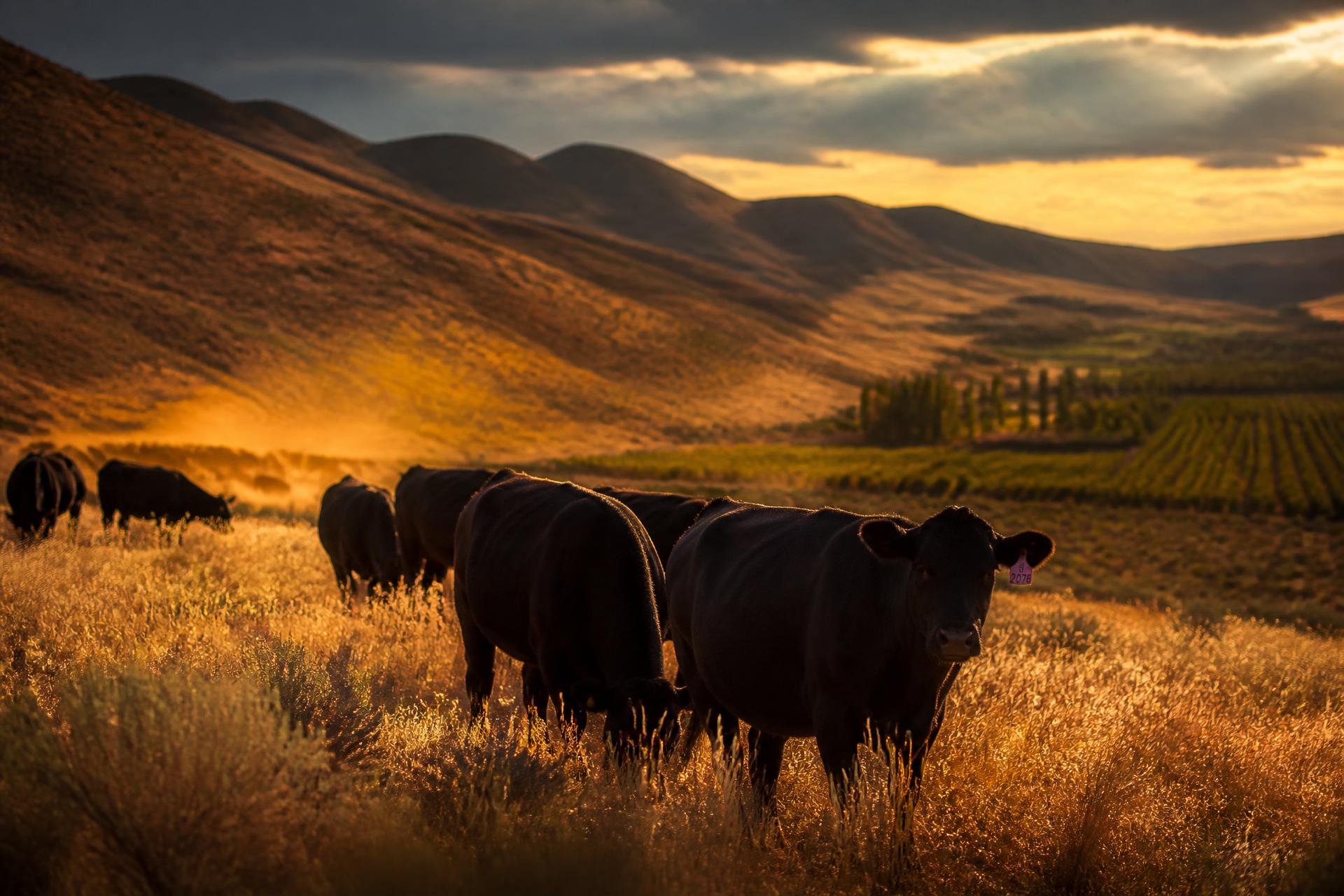 Black Angus cattle grazing on golden Okanagan Valley pasture at sunset